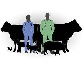 Levofloxacin Water Soluble Powder 10% w/w (for Veterinary use Only)