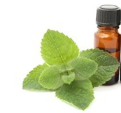 Spearmint Oil