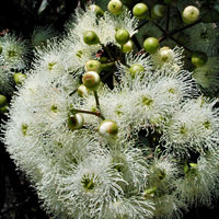 Eucalyptus Oil