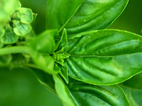 Basil Oil